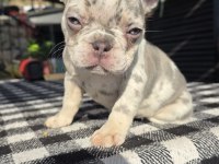 French Bulldog Lilac Merle Tan İsabella Carrier