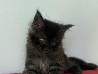 Maine coon black smoke erkek yavru