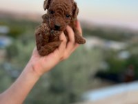 TÜY DÖKMEYEN BÜYÜMEYEN YAVRU YOY POODLE KÖPEKLER