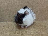Ginepig Yavrularımız Gün İçi Gönderim Sağlanmakta
