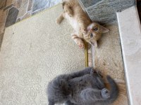 Güzel british shorthair yavrularımız acil