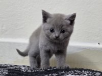 Çok sevecen scottish fold uyguna verilecek