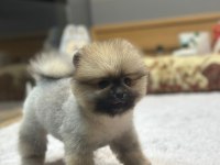 Orange Pomeranian Boo Köpeklerimiz