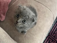 British shorthair kedimiz