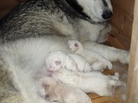 MAVİ GÖZLÜ SÜT BEYAZ ERKEK HUSKY SİBİRYA KURTLARI