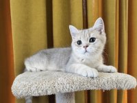 Blue golden british shorthair kedimiz fıstık
