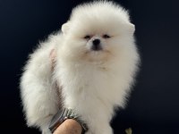 Tea Cup Pomeranian Yavrular Ziyarete Açık