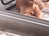 Dişi kimlikli saf cocker