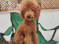 Bakımlı tef brown toy poodle