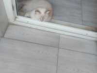 8 aylık mila