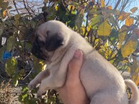 Yavru pug yavrularımız