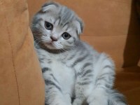 Scottish Fold Dişi