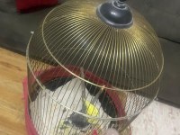 Erkek Sultan Papağanı Kafesli