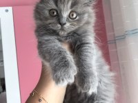 SCOTTİSH FOLD LONGHAİR DİŞİ