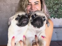 Sevimli Zeki Irk Pug