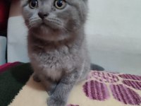 A Kalite sıfır kulak scottish fold