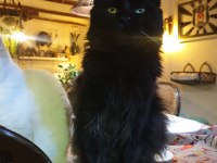 Xxl boy maine coon yavruları