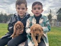 Toy poodle yavrular