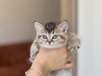 A Kalite British Shorthair Golden Black Yavrum