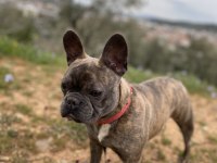 1 yaşında french bulldog dişi