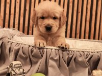 Baby face safkan golden retriever yavruları