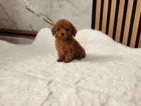 TOYPOODLE  YAVRULARIMIZ 