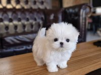 En küçük boyu mikro kore Maltese Terrier