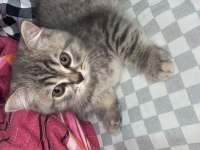 British shorthair yavrular