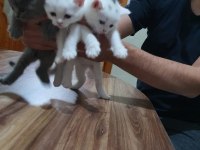 2 aylık british shorthair yavru