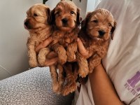 Anne altından rezerveye açık maltipoo yavrularımız