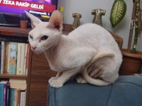 Sfenks dişi erkek