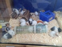 Yavru hamsterlar