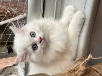British longhair bebişler