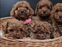 Kızıl Toy Poodle Bebekler Yuva Bekliyor