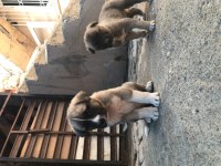 Dişi ve erkek kangal çift kaçırma derim bi aramanda şans var