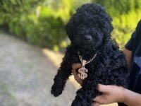 Lekesiz Black Poodle A Kalite