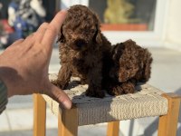 Petmode köpek çiftliğinden tea cup kore poodle 