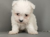 Harika maltese bebekler