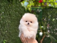 Dişi Ve Erkek Pomeranian Yavrular
