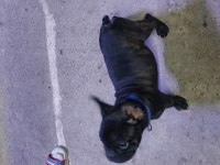 Güzel french bulldog oğlumuzun sahiplendireceğiz