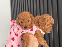 45 günlük toy poodle dişi yavrumuz