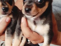 Orjinal pinscher yavruları