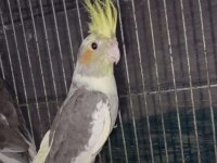 Sultan papağanı yavru ve damızlık kuşlar