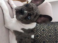 11 aylık blue marle pied çift göz renkli french bulldog