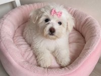 Maltese Terrier Yavru