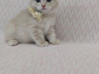 British shorthair sağlıklı güzel bakılmış yavrular