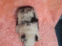 BORDER COLLİE KÖPEĞİ YAVRUM