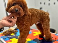 Toy poodle yavrularında son nokta