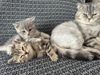 British Shorthair Bebekler, %100 Irk Garantisi