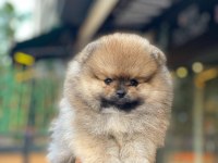Pomeranian yavrularımız sizlerle